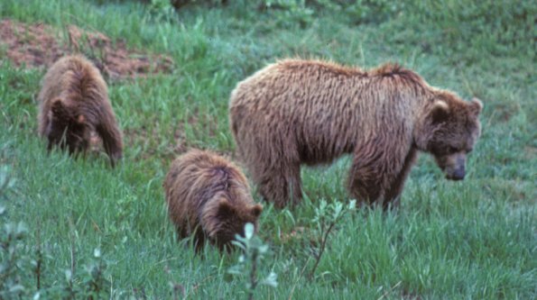 brown-bear-in-denali-3-original