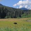 brown-bear-in-lower-meadow-at-pack-creek