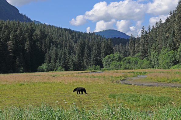 brown-bear-in-lower-meadow-at-pack-creek