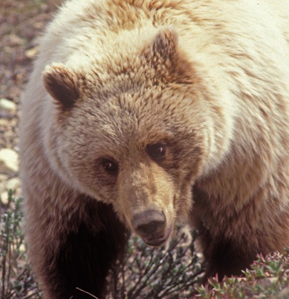 brown-bear-portrait-in-denali-n.p.