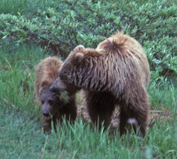 brown-bear-sow-and-cub-eating-denali-n.p.