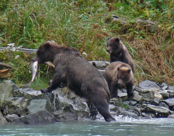 brown-bear-with-cubs