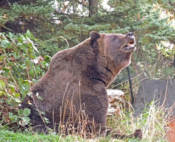 brown-bear-woodland-park-zoo-seattle