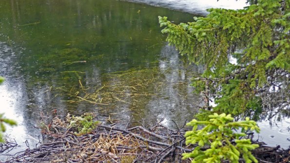 Beaver-stash-in-spring-after-removing-bark