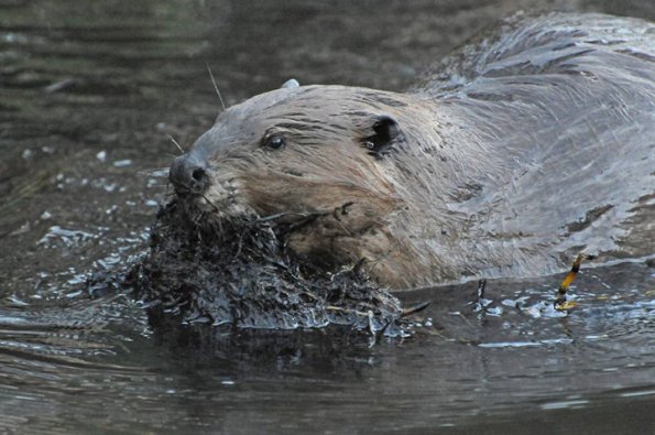 beaver-adding-mud-to-dam