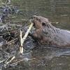 beaver-adding-stick-to-dam