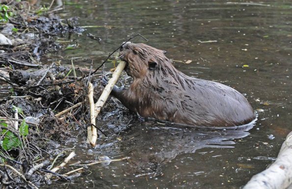 beaver-adding-stick-to-dam