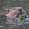 beaver-eating-alder-leaves