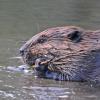 beaver-eating-bark
