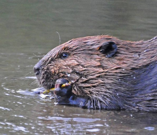 beaver-eating-bark