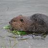 beaver-eating-willow-leaves
