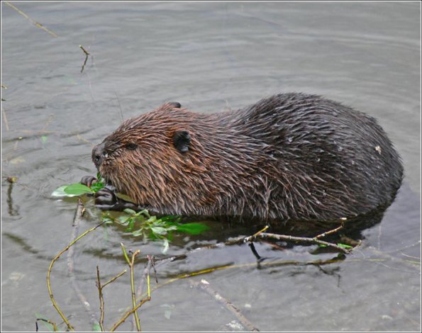 beaver-eating-willow-leaves