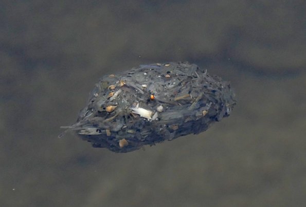 beaver-feces-1-dark-and-soft