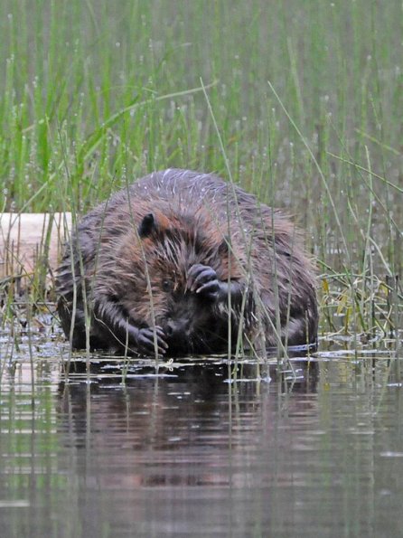 beaver-grooming-itself