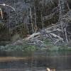 beaver-house-with-hemlock-stashed-paul-s-pond