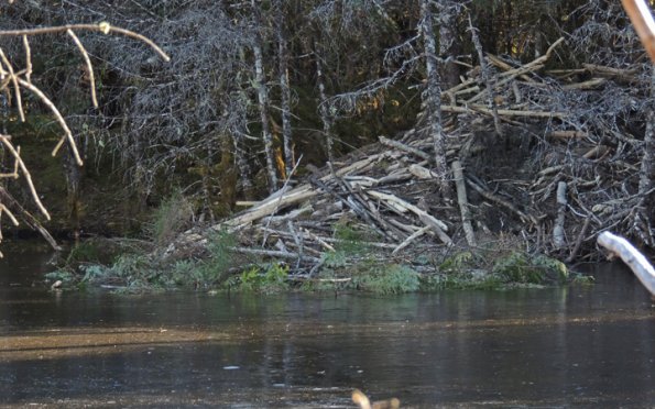 beaver-house-with-hemlock-stashed-paul-s-pond