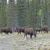 wood-bison-1