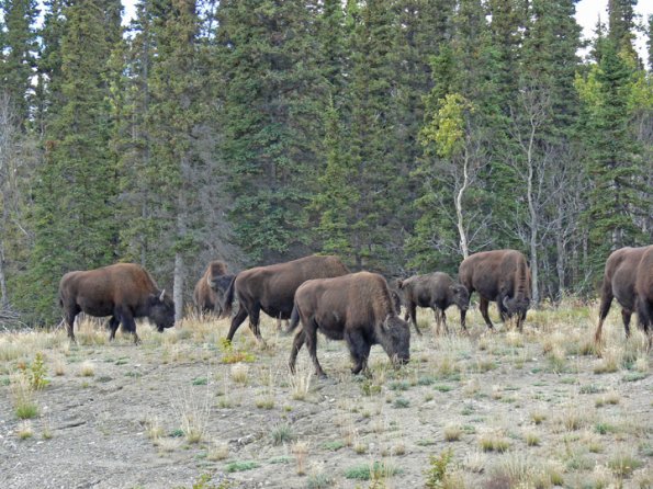 wood-bison-1