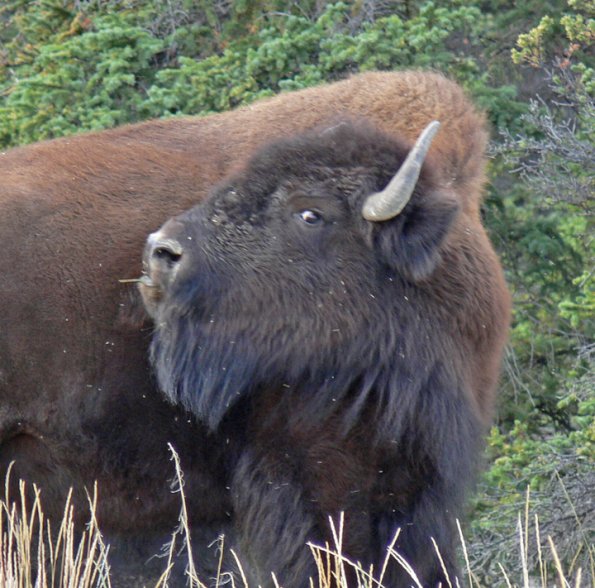 wood-bison-2