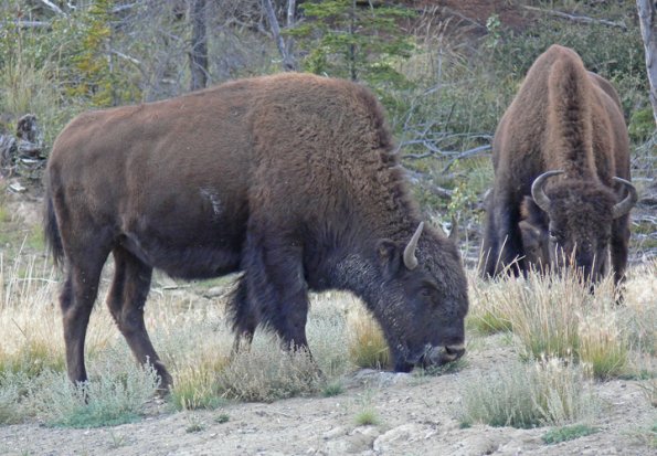 wood-bison-3