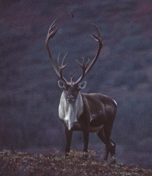 caribou-2-denali-n