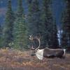caribou-3-denali-n