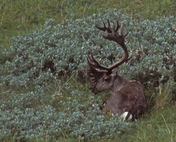caribou-4-denali-n.p.
