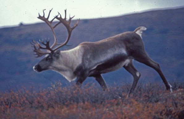 caribou-5-denali-n.p.
