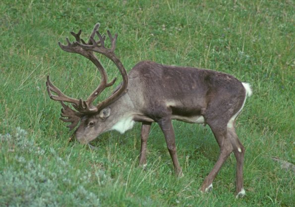 caribou-feeding-denali-park