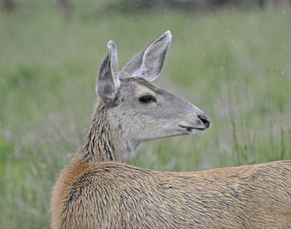 mule-deer-doe-profile-captive-