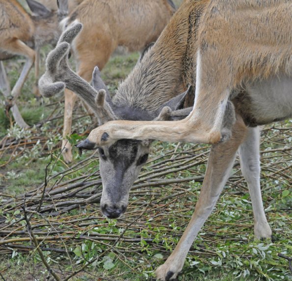 mule-deer-scratching-itself-with-antlers