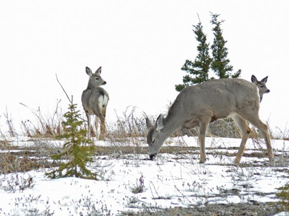 mule-deer-three