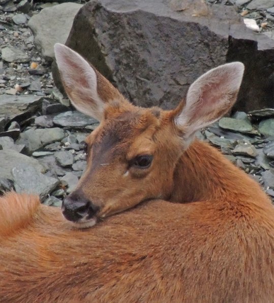 sitka-black-tail-deer-on-beach-looking