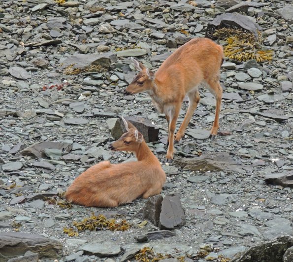 sitka-black-tail-deer-on-beach