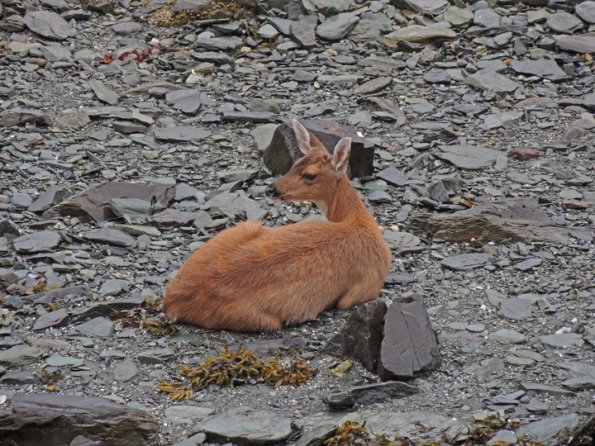 sitka-black-tail-deer-resting-on-beach