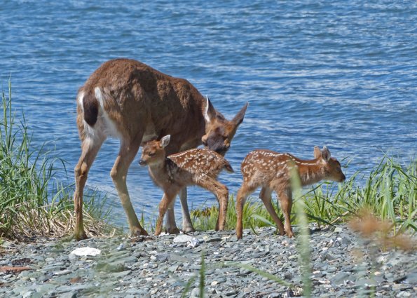 sitka-black-tail-deer-with-twins