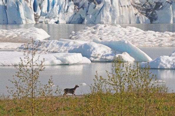 sitka-black-tailed-deer-and-mendenhall-glacier-2