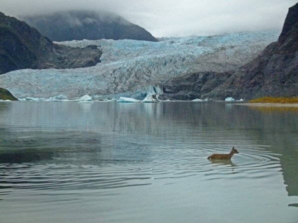 sitka-black-tailed-deer-and-mendenhall-glacier