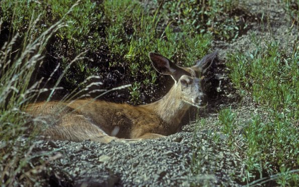 sitka-black-tailed-deer-bedded-down-juneau
