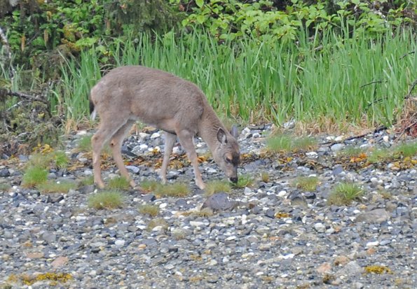 sitka-black-tailed-deer-browsing-on-beach-yakutat