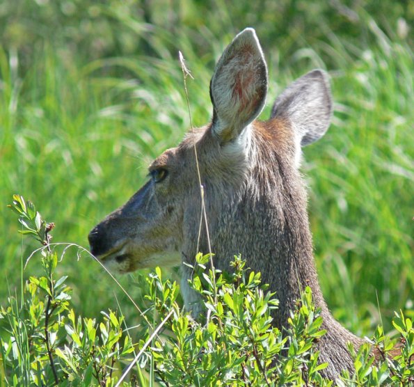 sitka-black-tailed-deer-profile-1