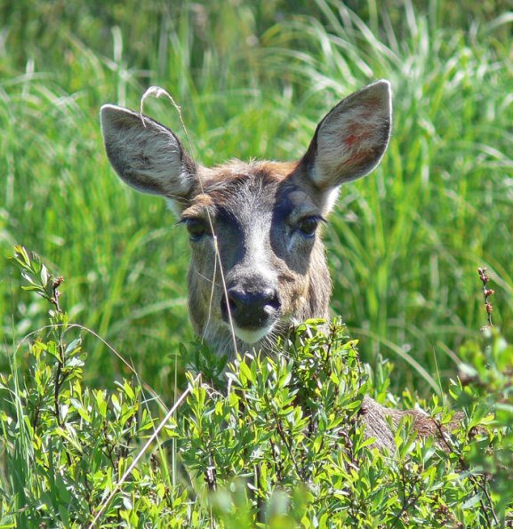sitka-black-tailed-deer-profile-2