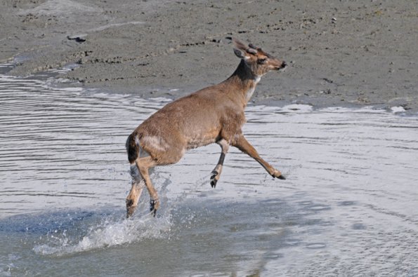 sitka-black-tailed-deer-running-from-terns-gulls