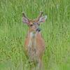 sitka-black-tailed-deer