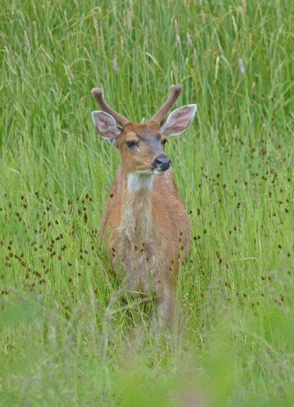 sitka-black-tailed-deer