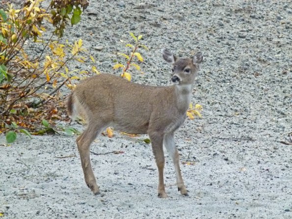 sitka-black-taled-deer-young-one