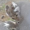 arctic-fox-captive-2