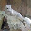 arctic-fox-woodland-park-zoo-seattle