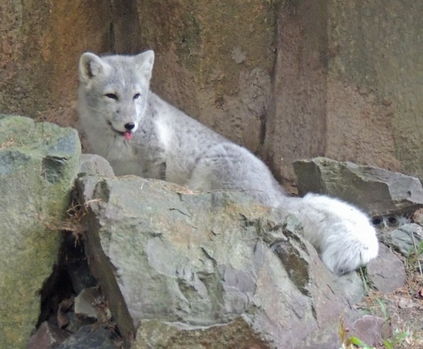 arctic-fox-woodland-park-zoo-seattle