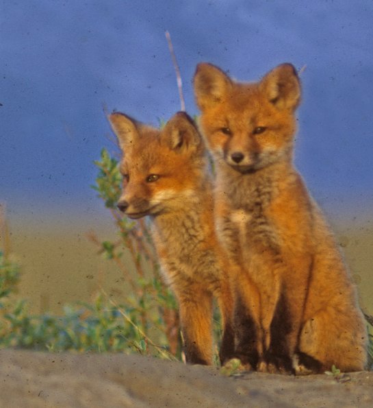 red-fox-pups